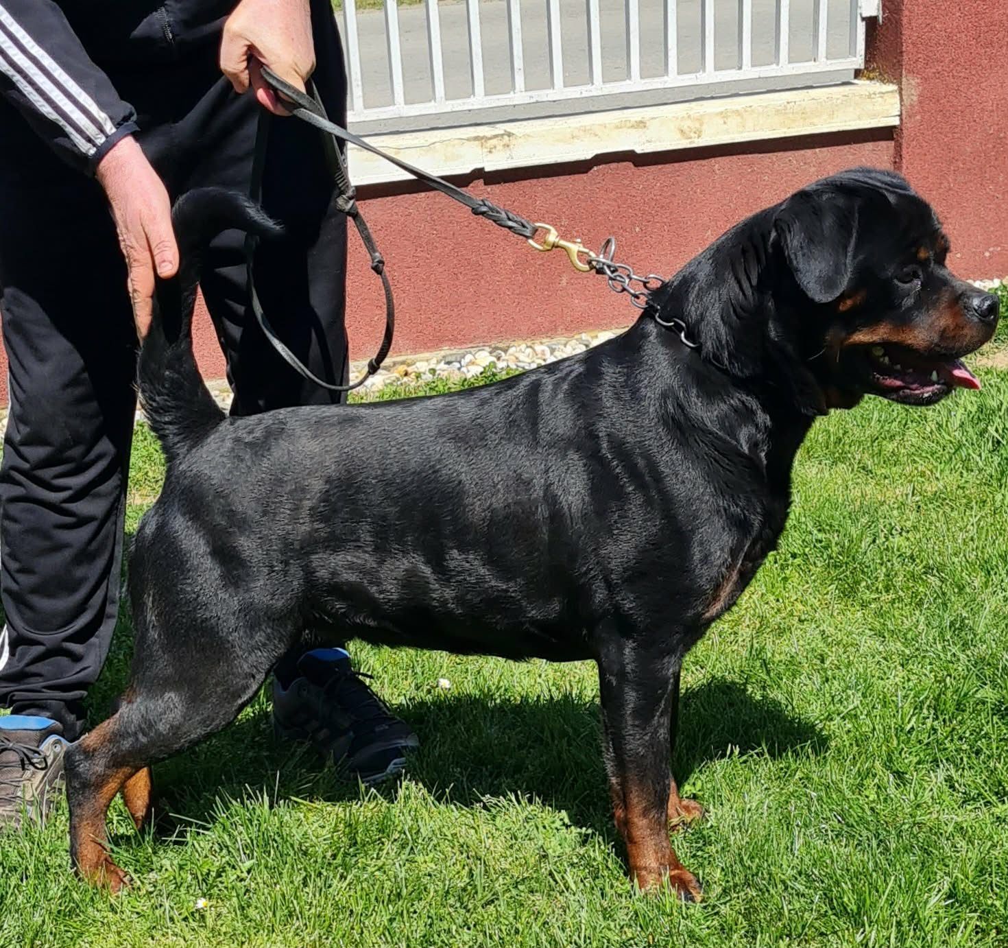 Trixi stacked in profile on lead on grass, her handler behind her