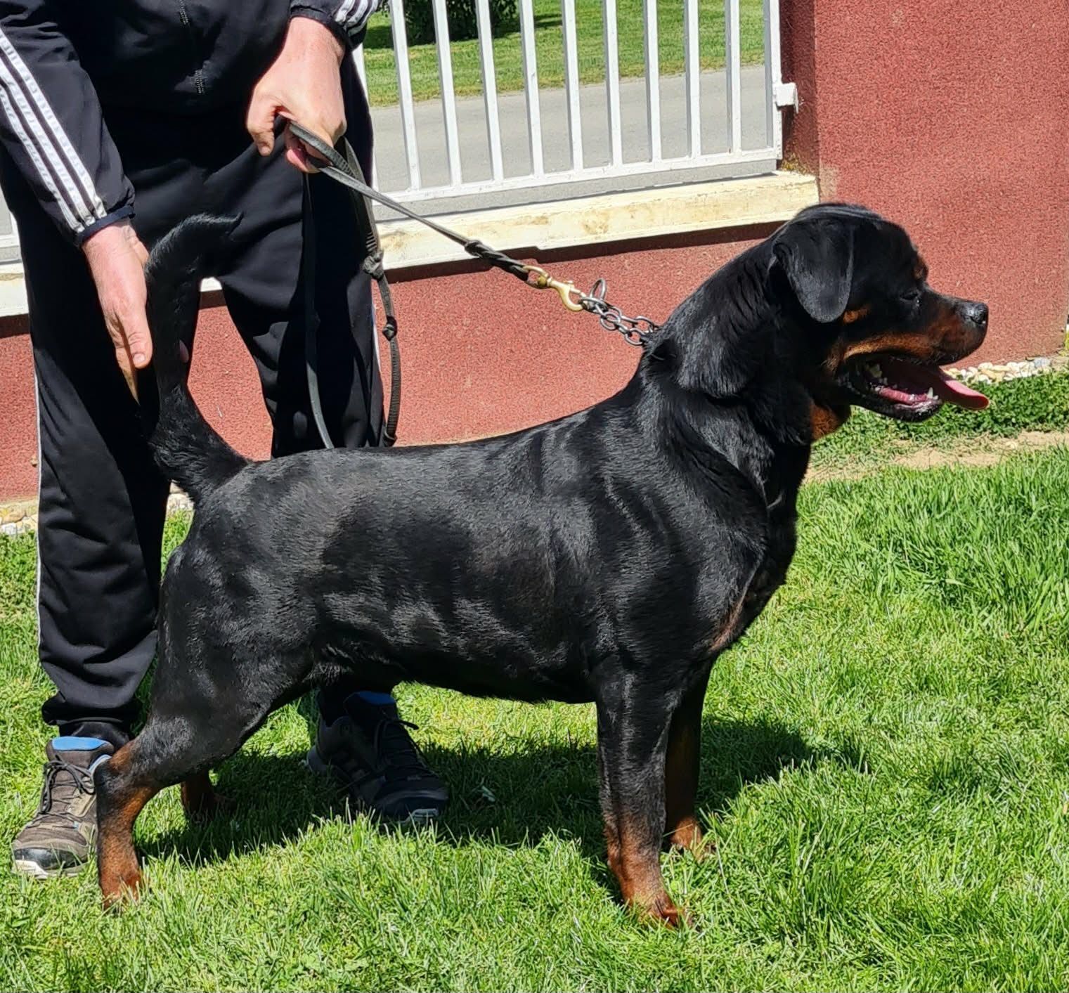Trixi standing nearly head-on on lead, her handler steadying her on a sunlit lawn