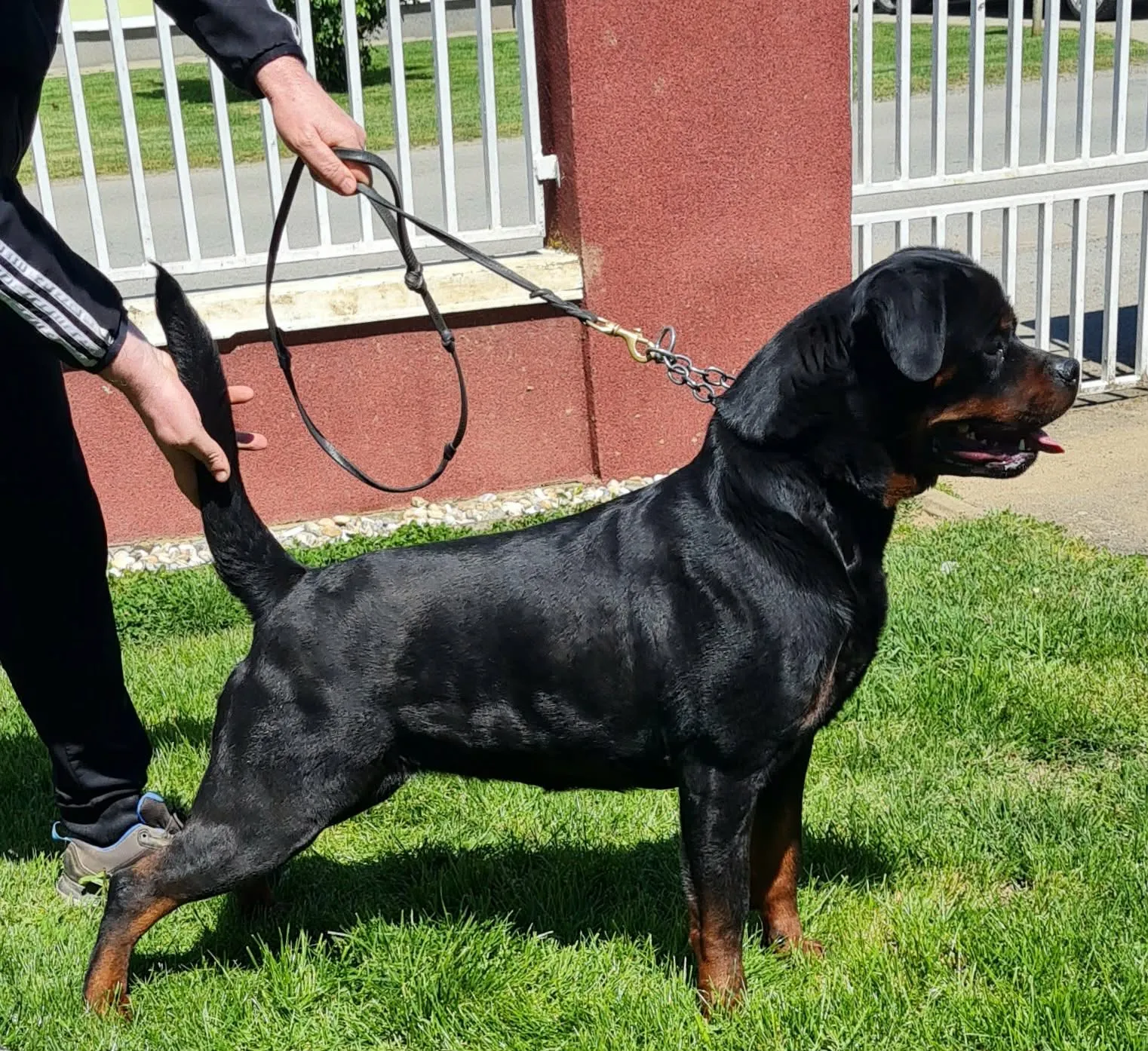 Trixi Von Der Maxi Rott, black and mahogany Rottweiler female