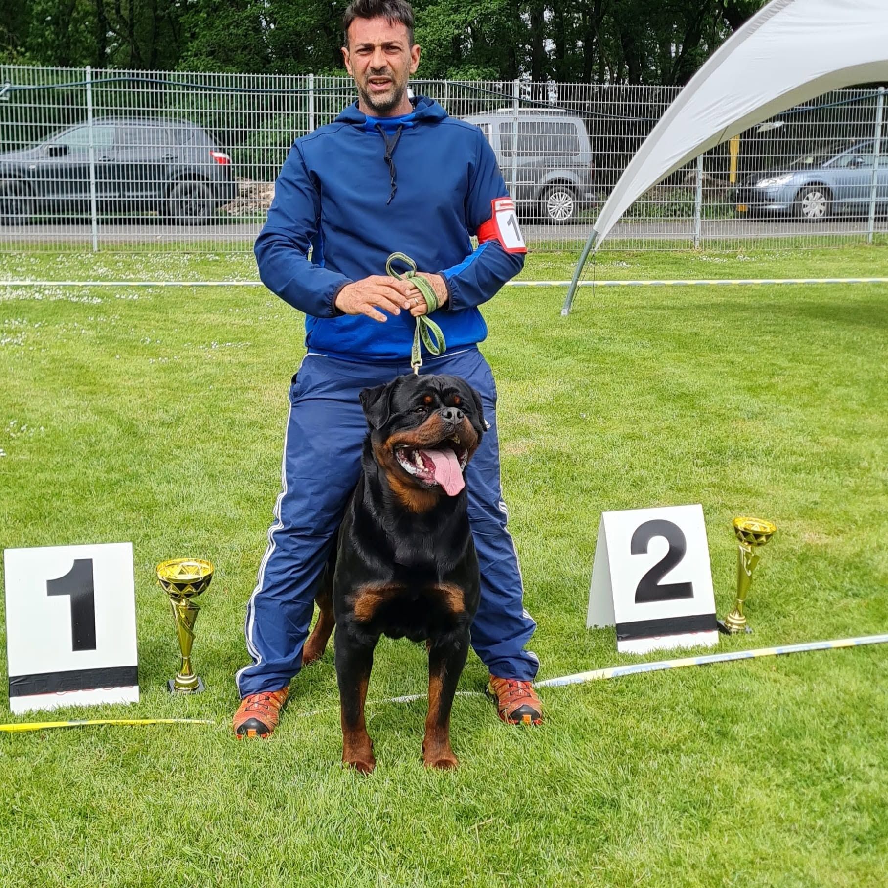 Uvo stacked on lead between the first- and second-place signs and trophies at a European show, his handler behind him