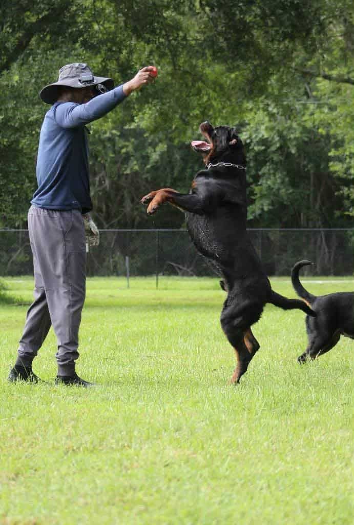 Uvo leaping up for a ball held above his handler's head on a training field, another Rottweiler beside them