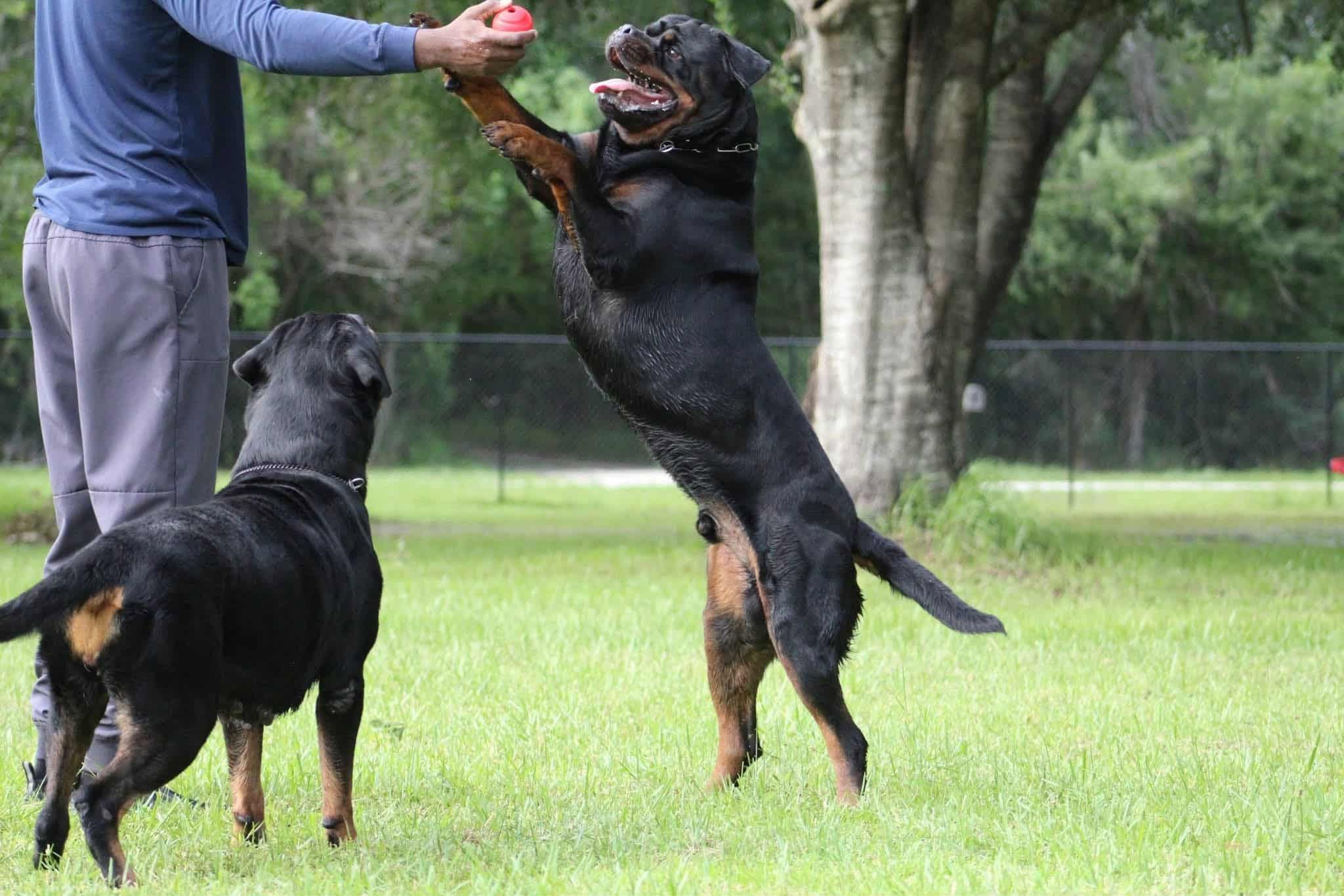 Uvo leaping up to take a tug toy from his handler's hand, a second Rottweiler watching