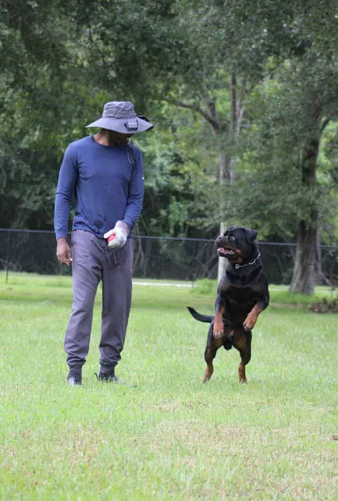 Uvo up on his hind legs facing his handler for a reward on a training field