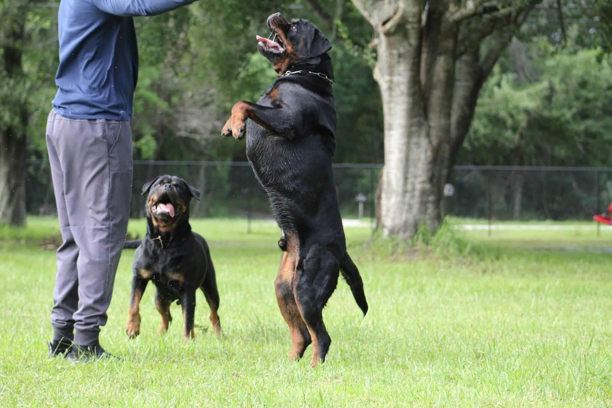 Uvo reaching up for a ball in his handler's hand, a second Rottweiler beside him