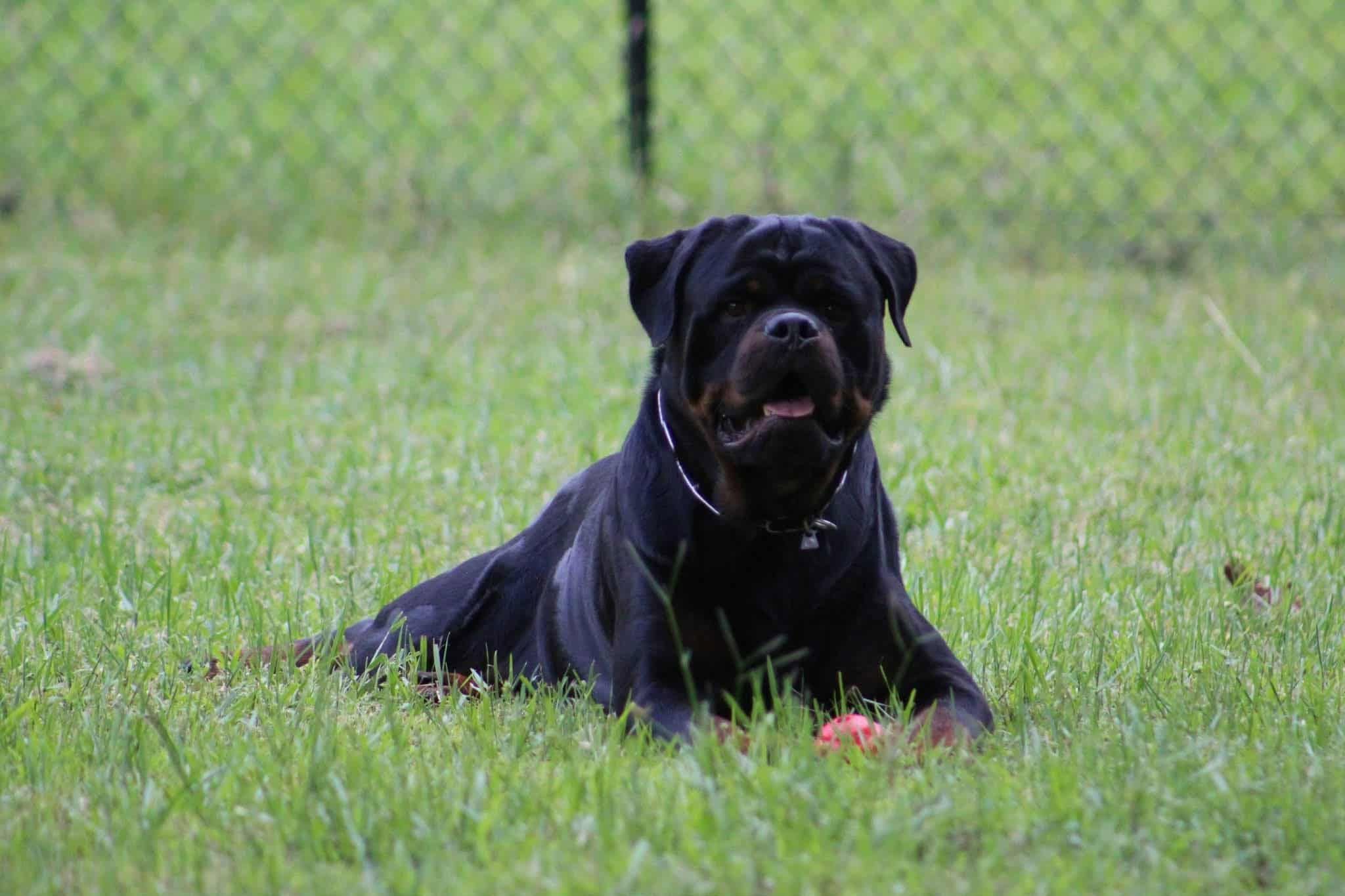 Uvo lying in the grass by a chain-link fence, a red ball on the ground in front of him