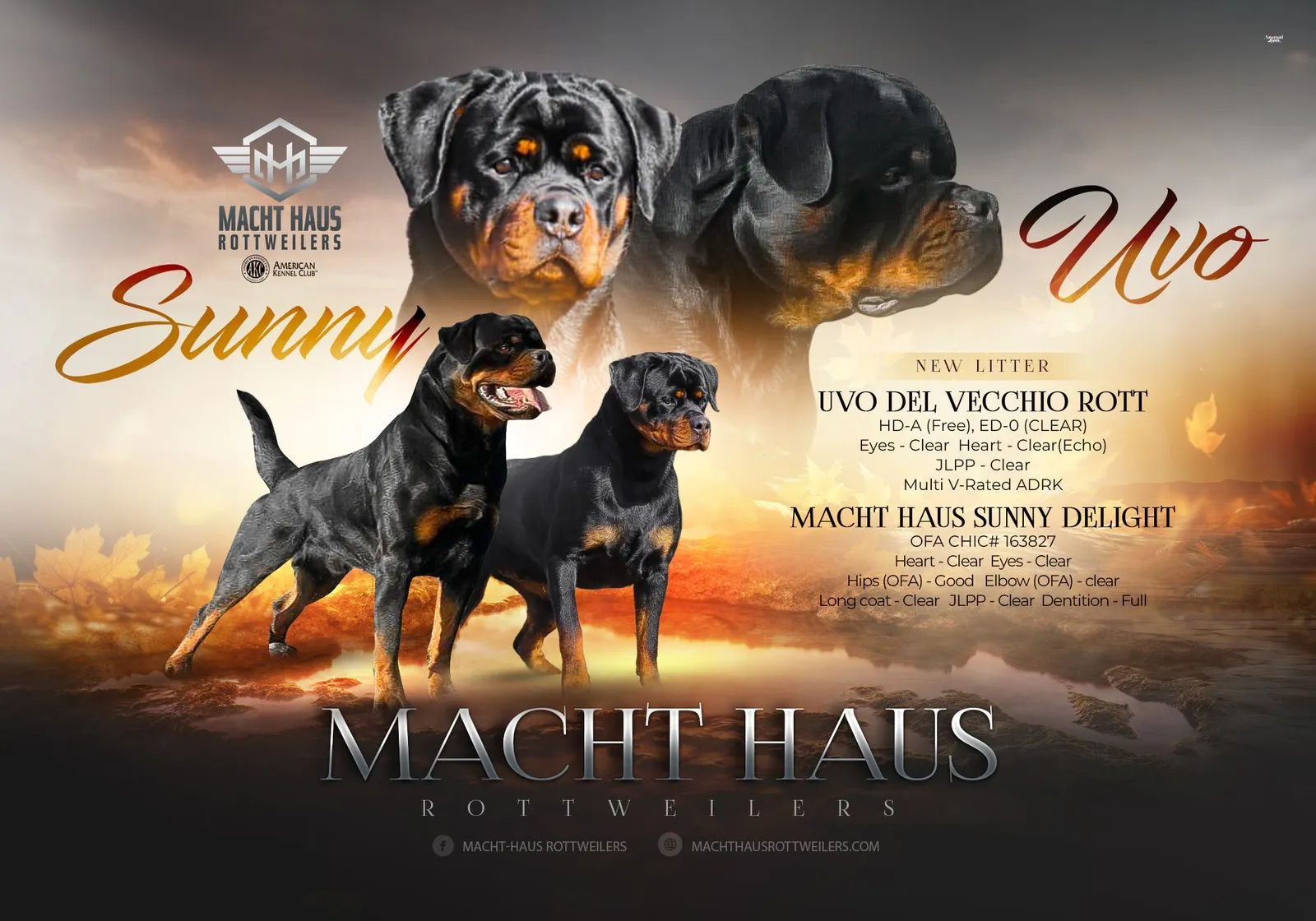 Litter announcement banner for Uvo Del Vecchio Rott × Macht Haus Sunny Delight.